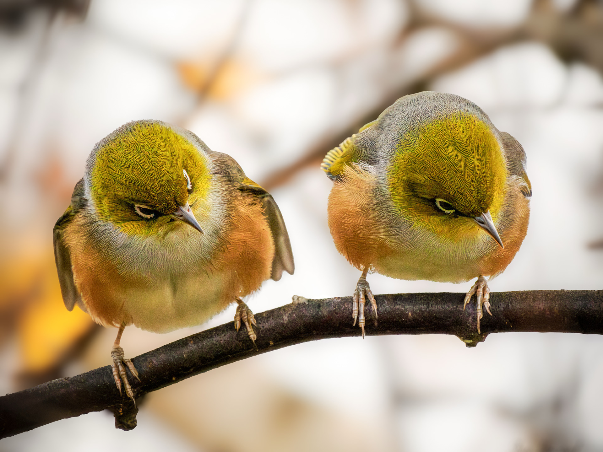 Two Wax-eye