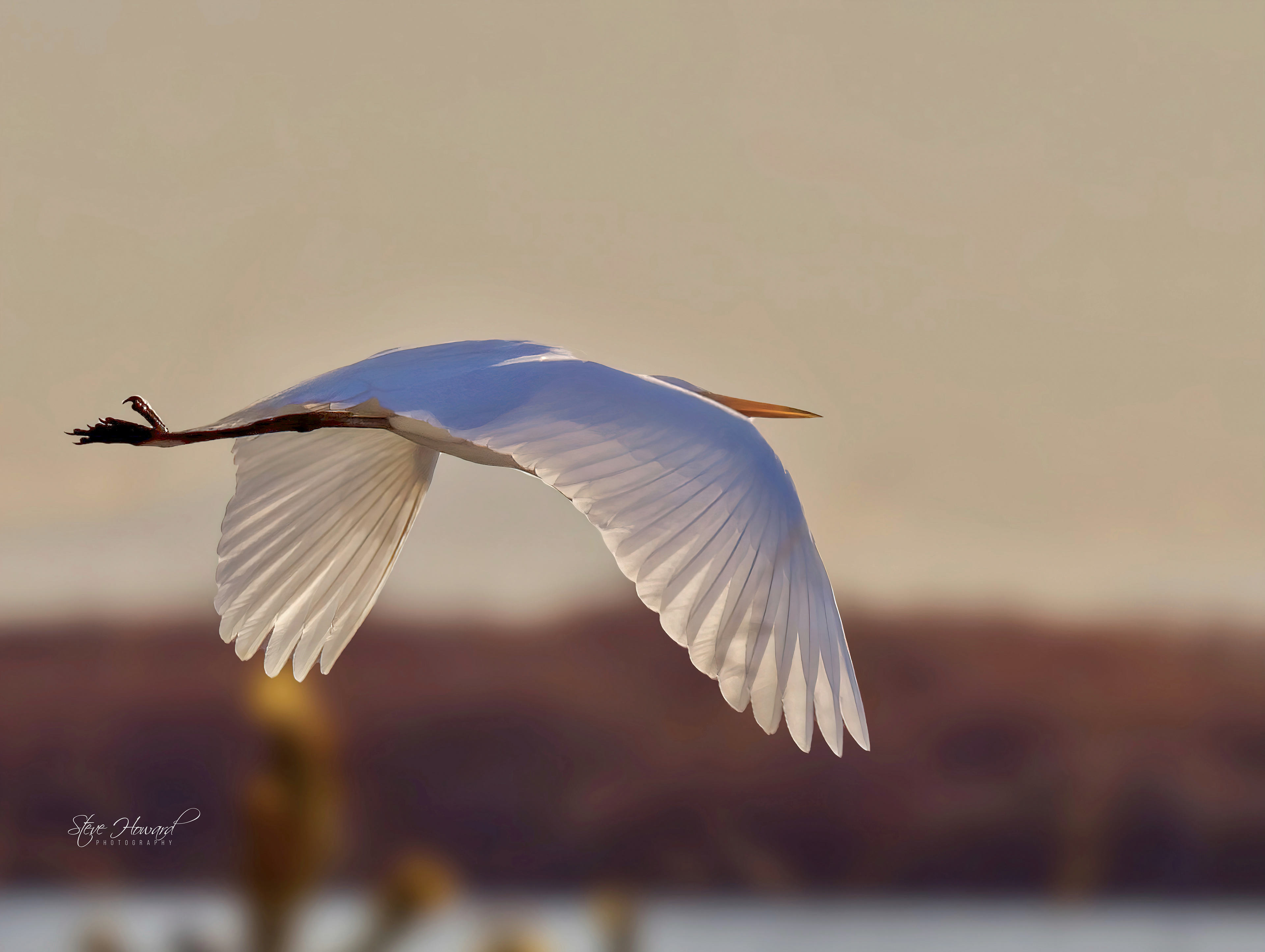 White Heron