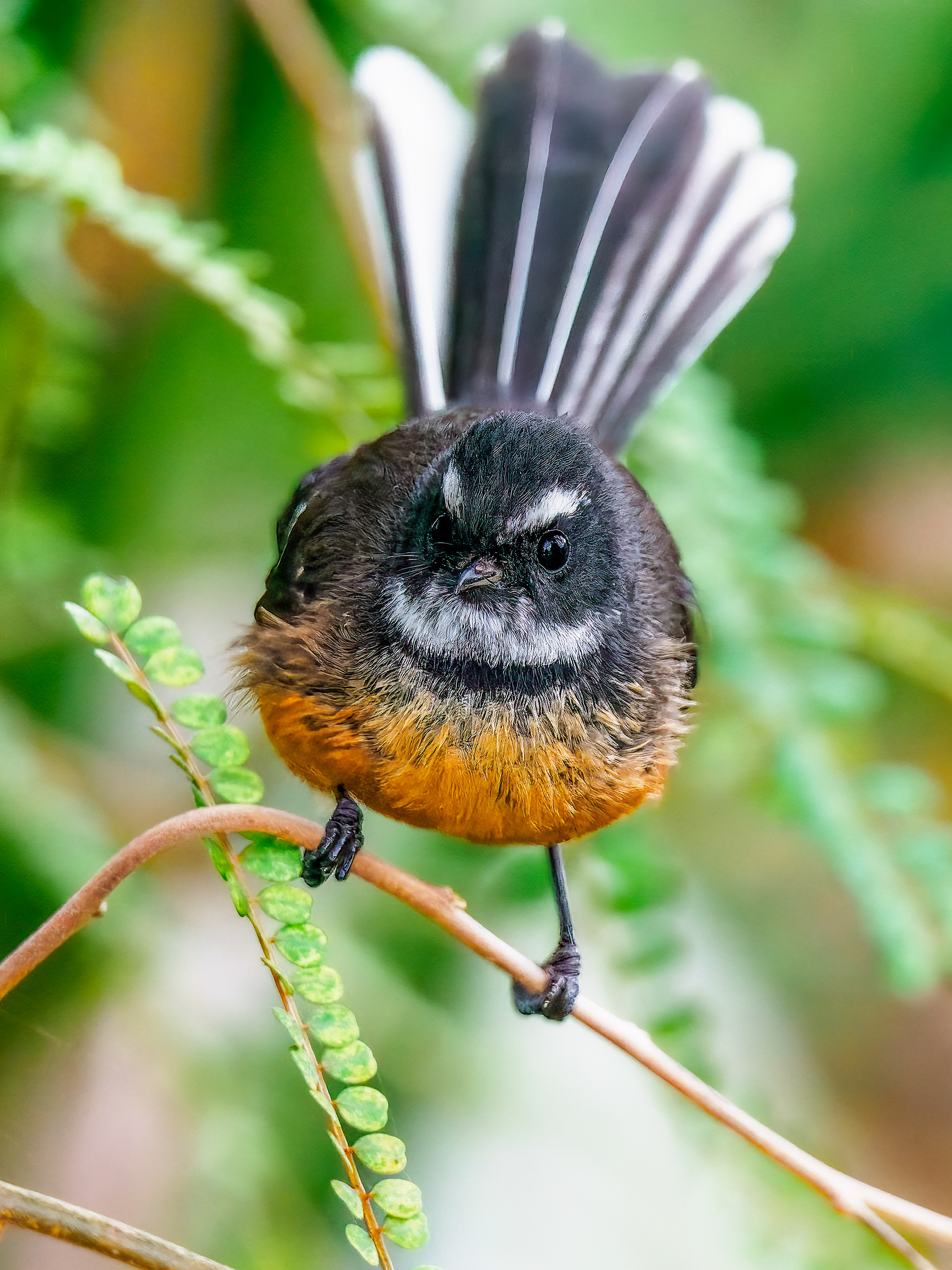 Piwakawaka