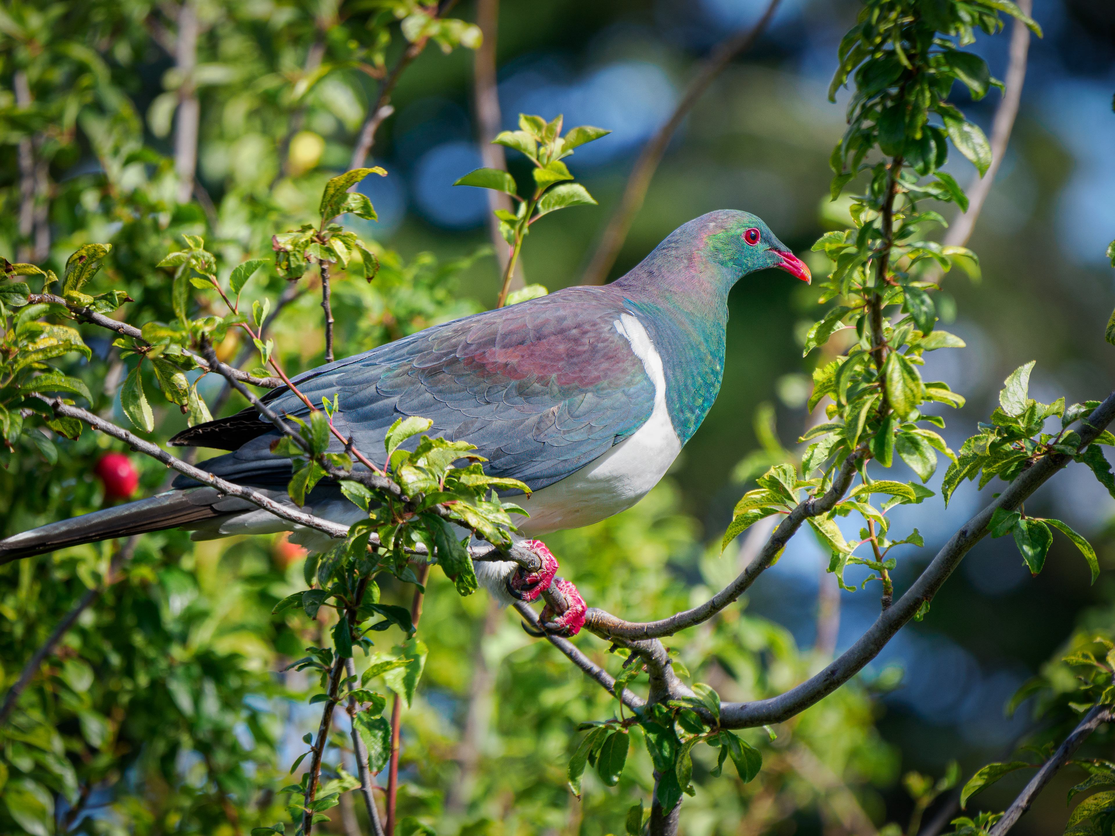Kereru