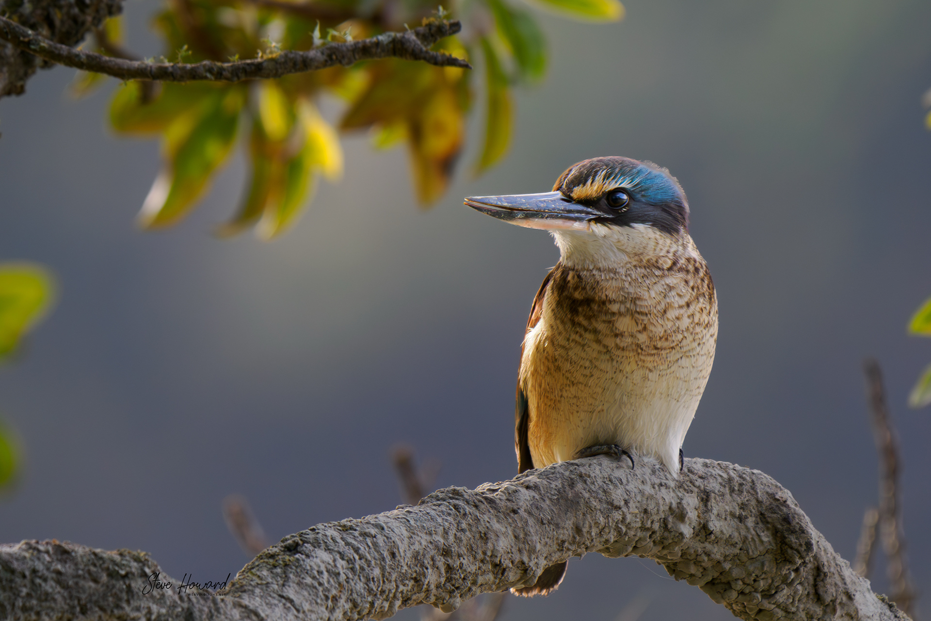 Kingfisher Final Light