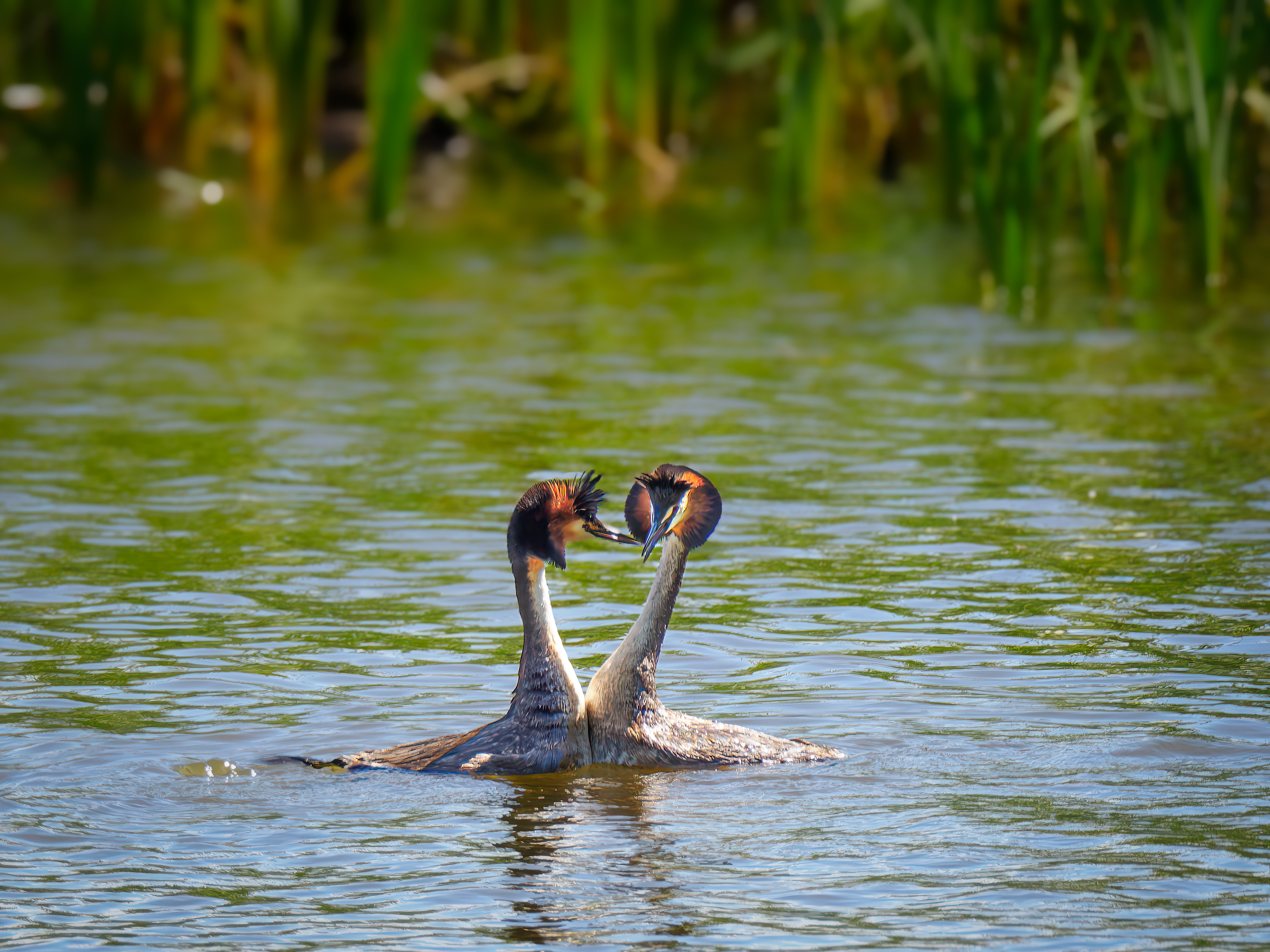 Grebe Tango