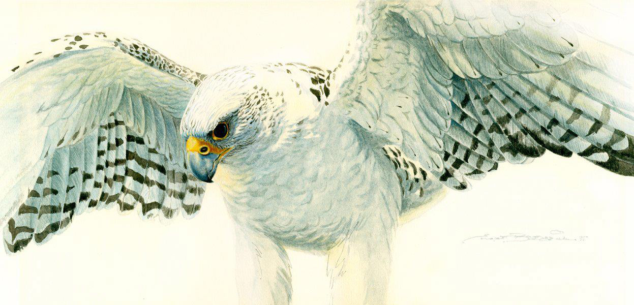 Gouache on Illustration Board