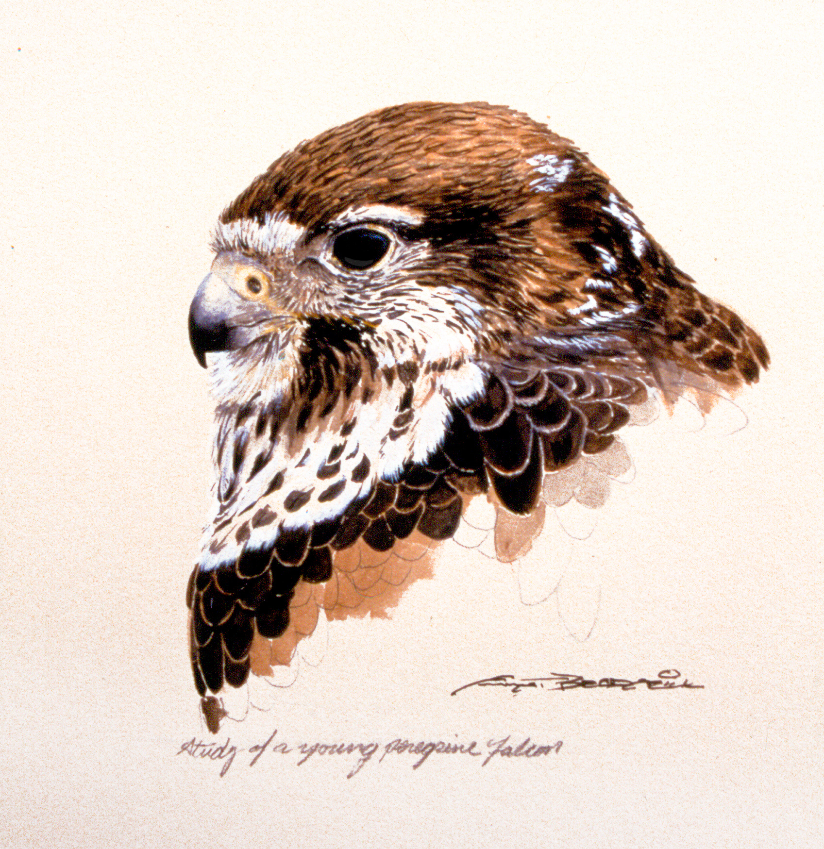 Gouache on Illustration Board