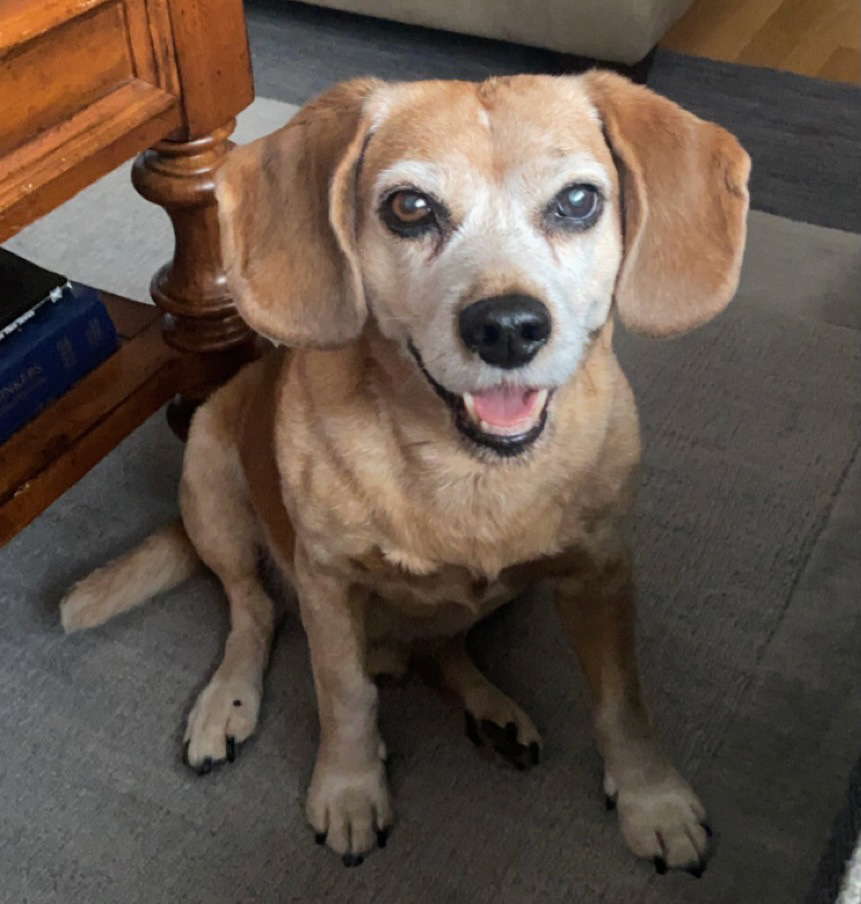 Brody the therapuetic Beagle!