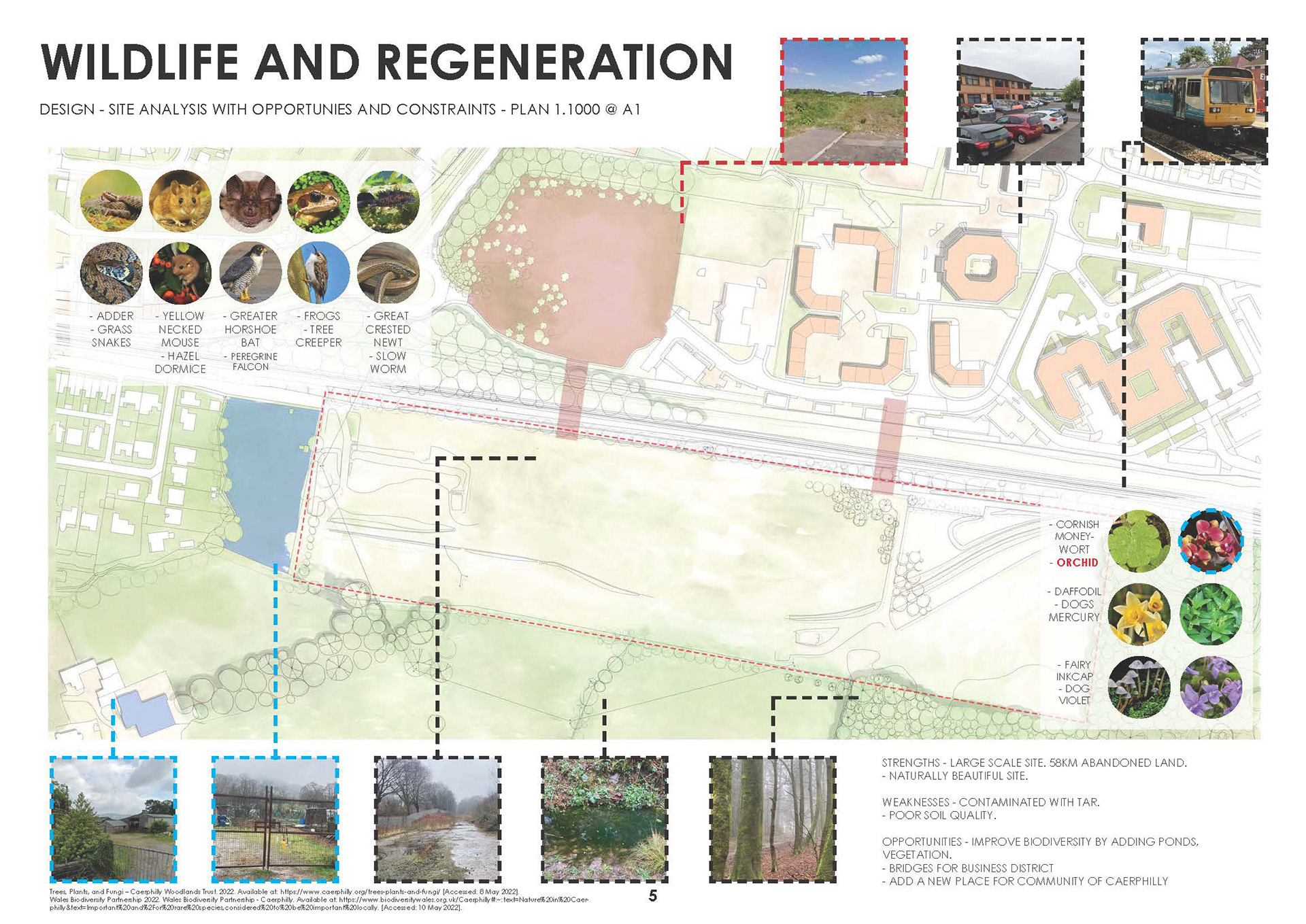 Wildlife Regeneration of Project