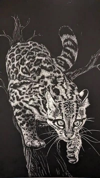 ocelot scratchboard