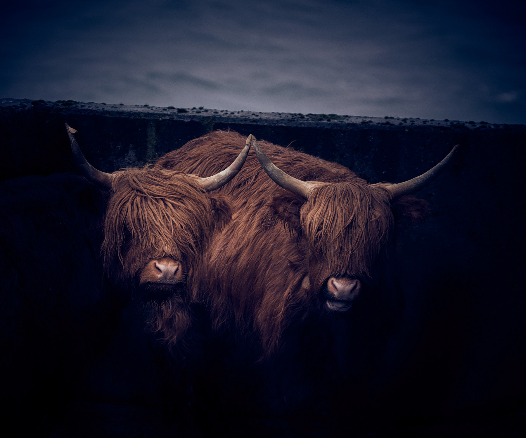 Cows in Faroe Islands.