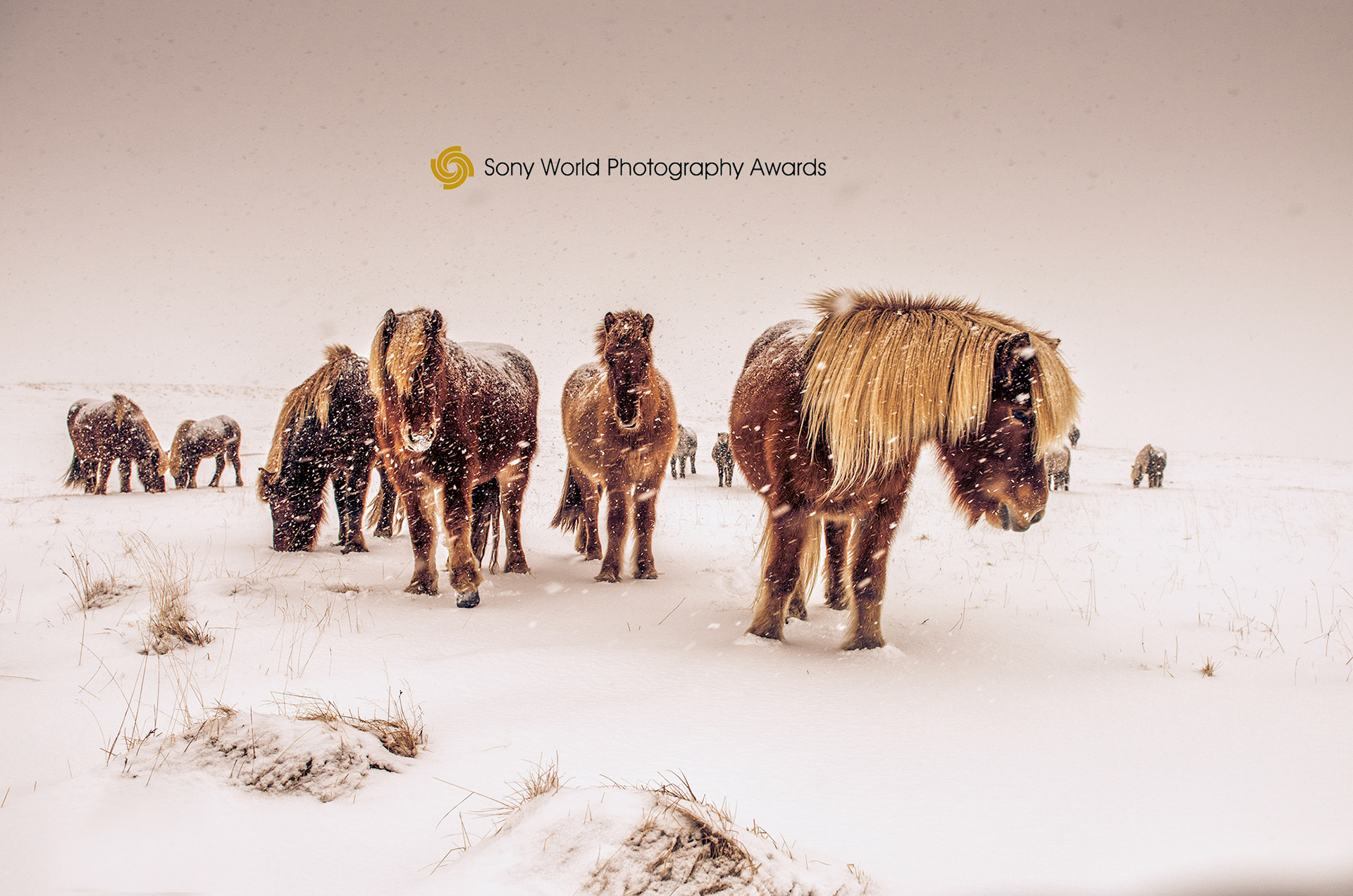 A beautiful capture of Icelandic horses during winter in Vik