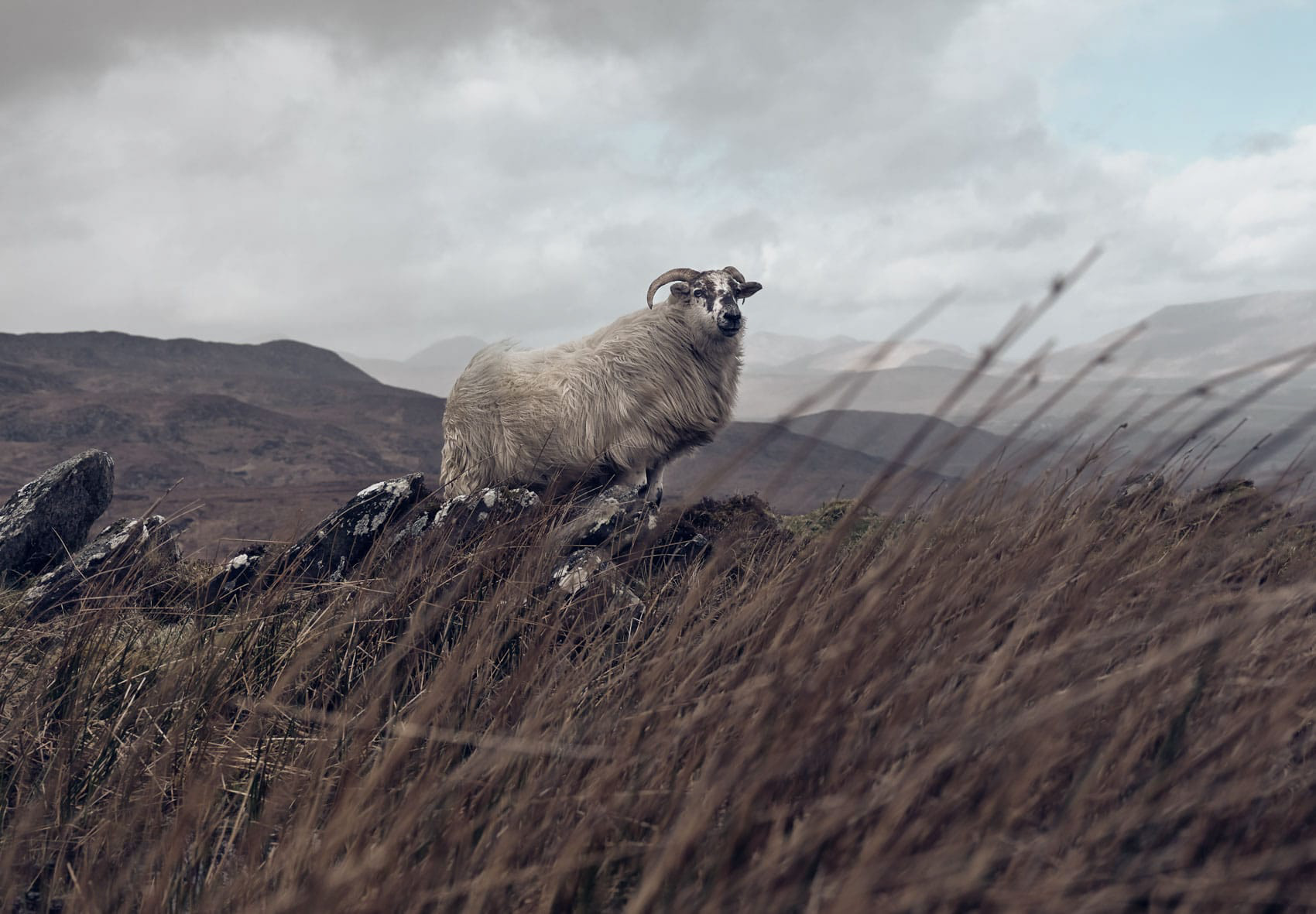 An Irish sheep shot in Donegal