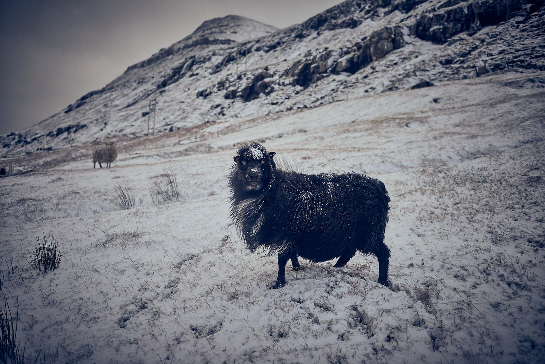 A "curious" sheep from Faroe Islands