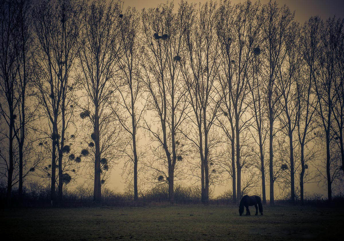 a lonely horse in Loire Valley France