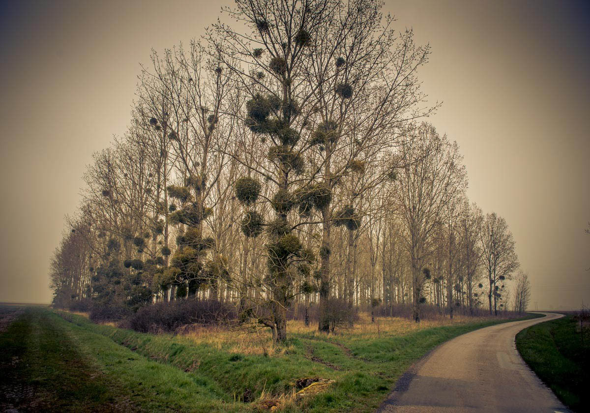 Loire Valley landscape in winter
