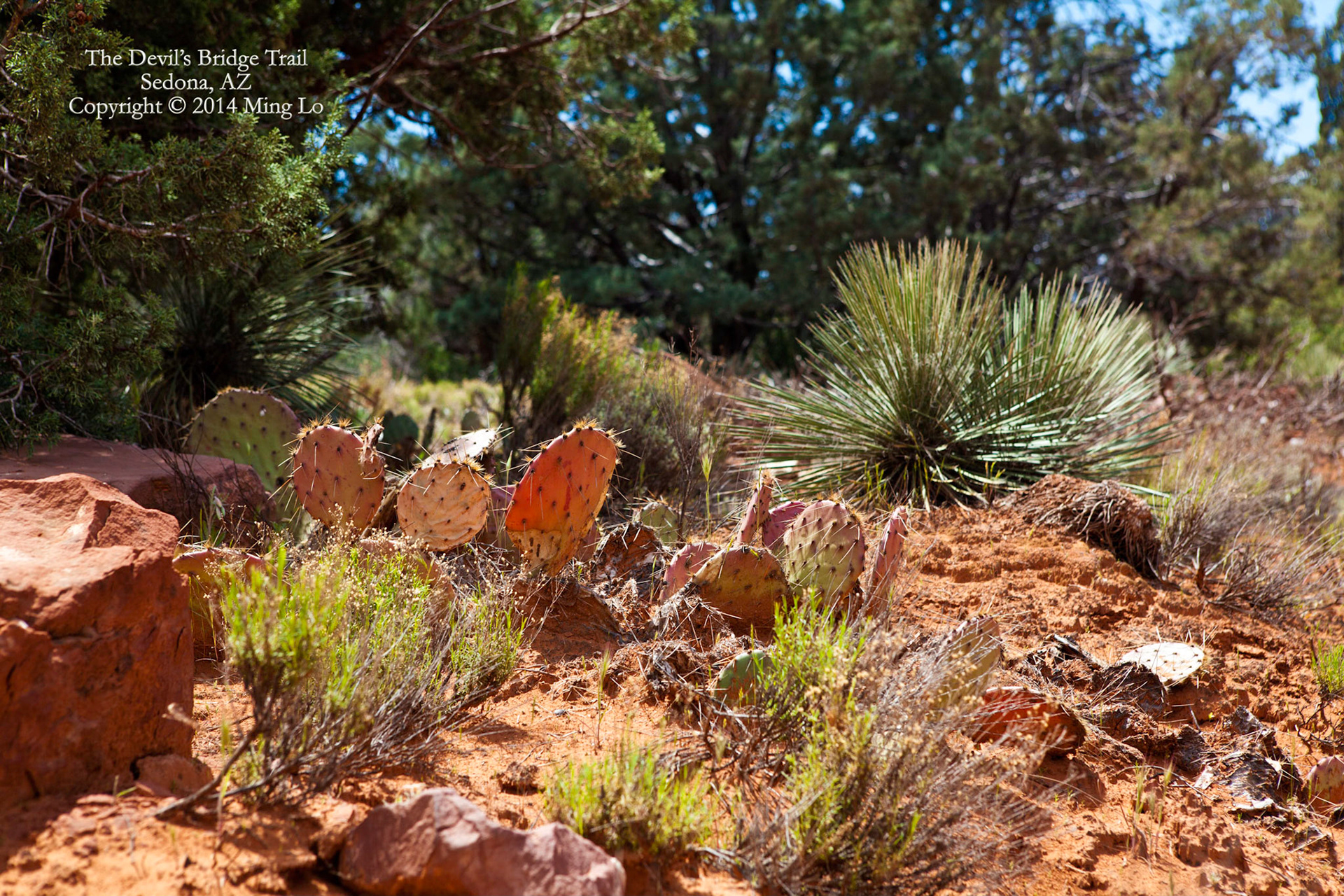 Devil's Bridge Trail, Sedona, AZ