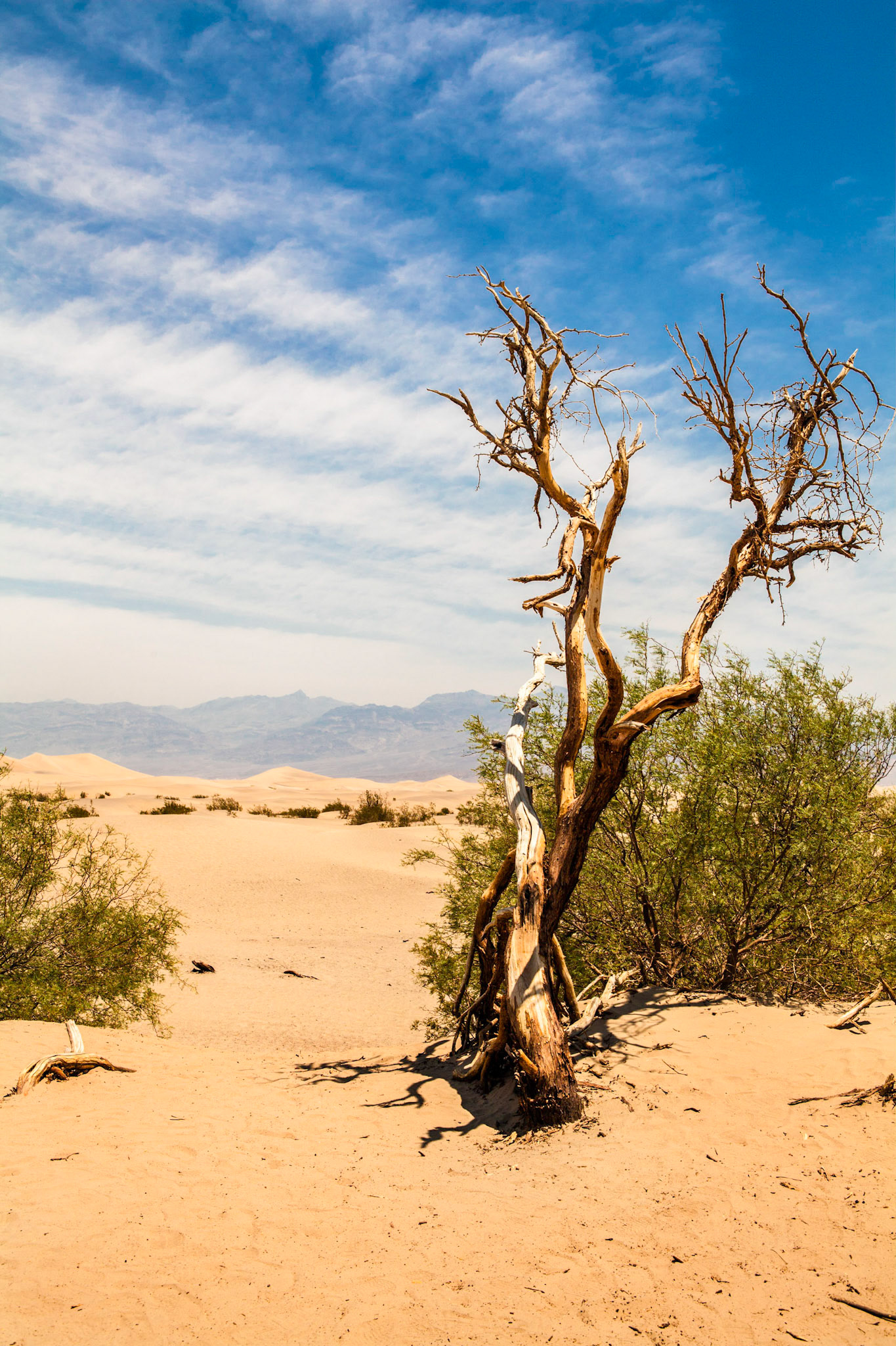 Mesquite Dunes