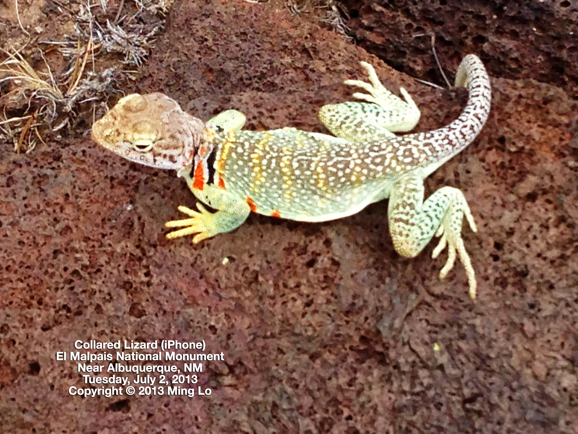 Collared Lizard, El Calderon Trail, El Malpais, New Mexico