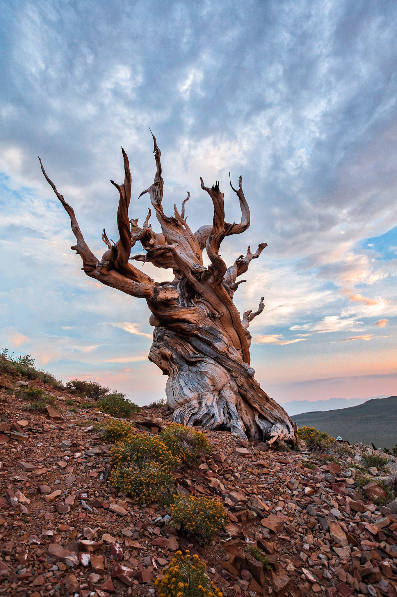 Photo by Ming Lo