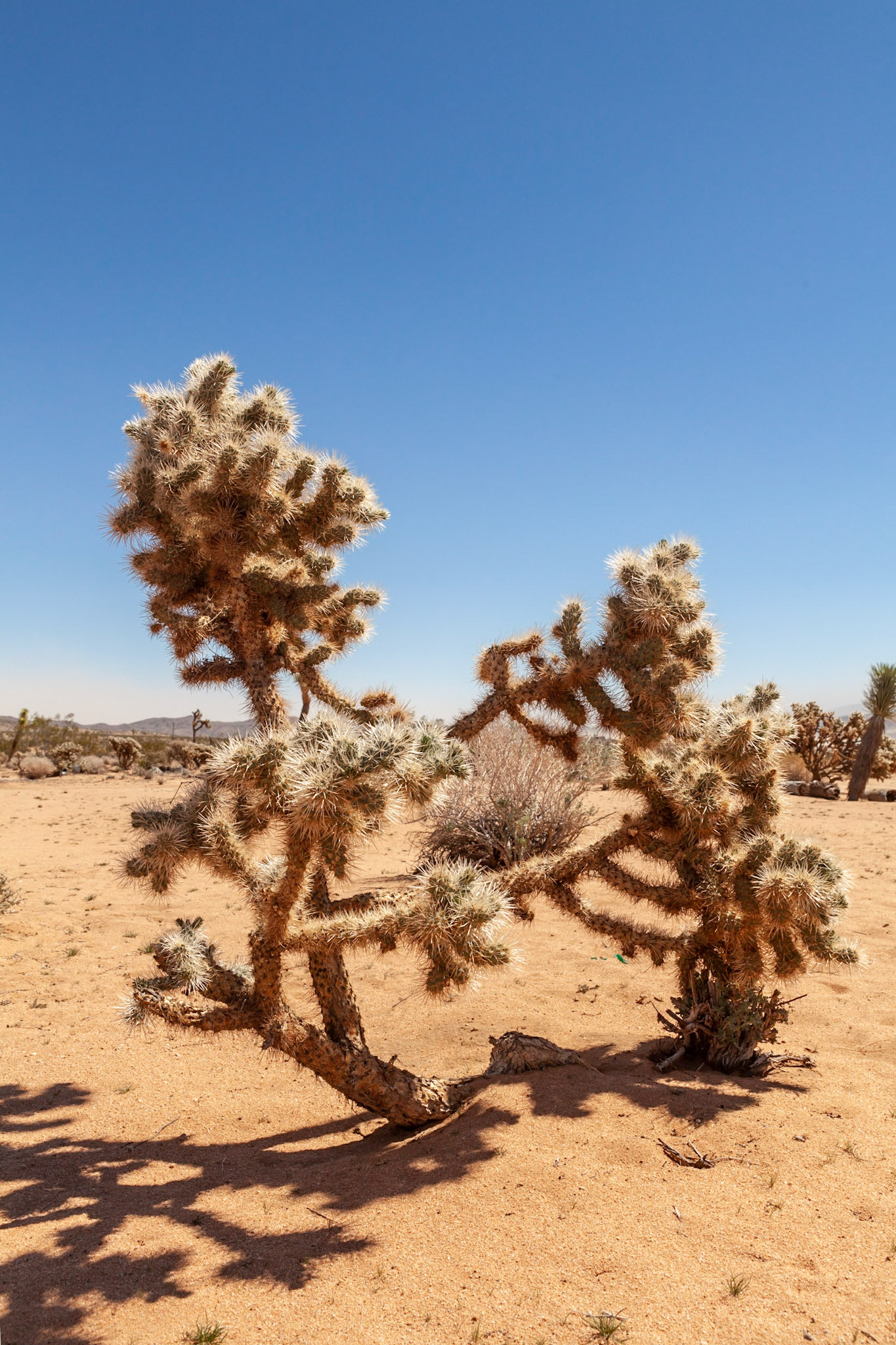 Noah Purifoy's Outdoor Museum near Joshua Tree, CA. Photo by Ming Lo