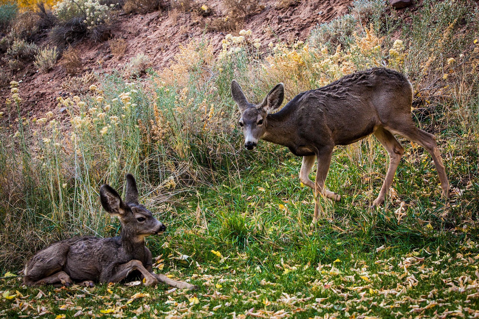 Capitol Reef National Park