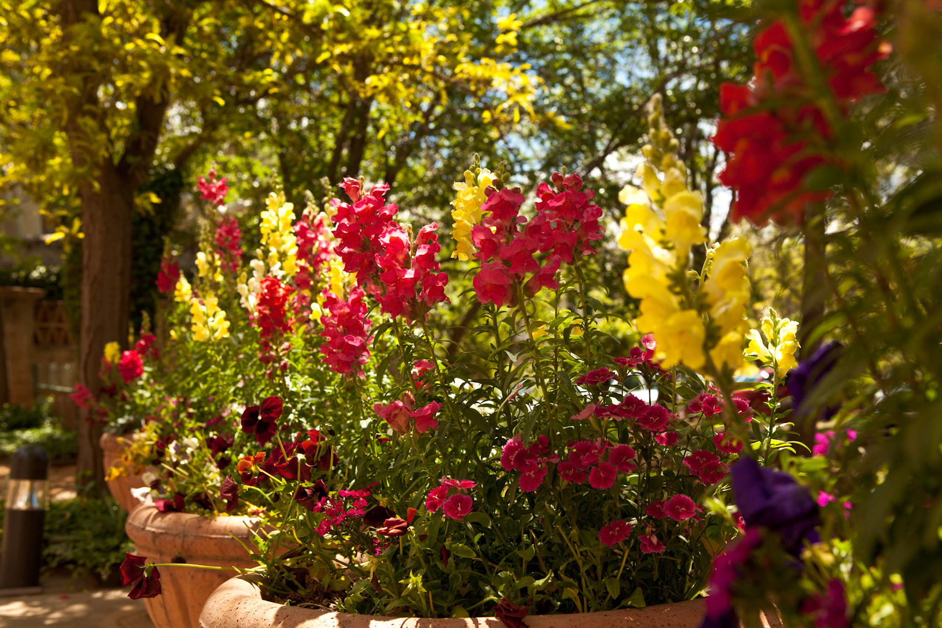 Flowers in bloom at Tlaquepaque.