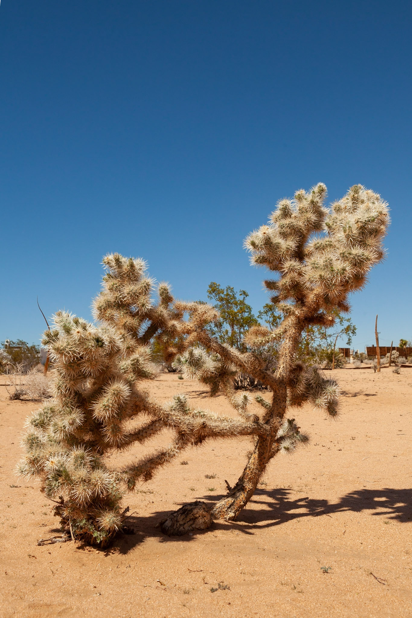 Noah Purifoy's Outdoor Museum near Joshua Tree, CA. Photo by Ming Lo