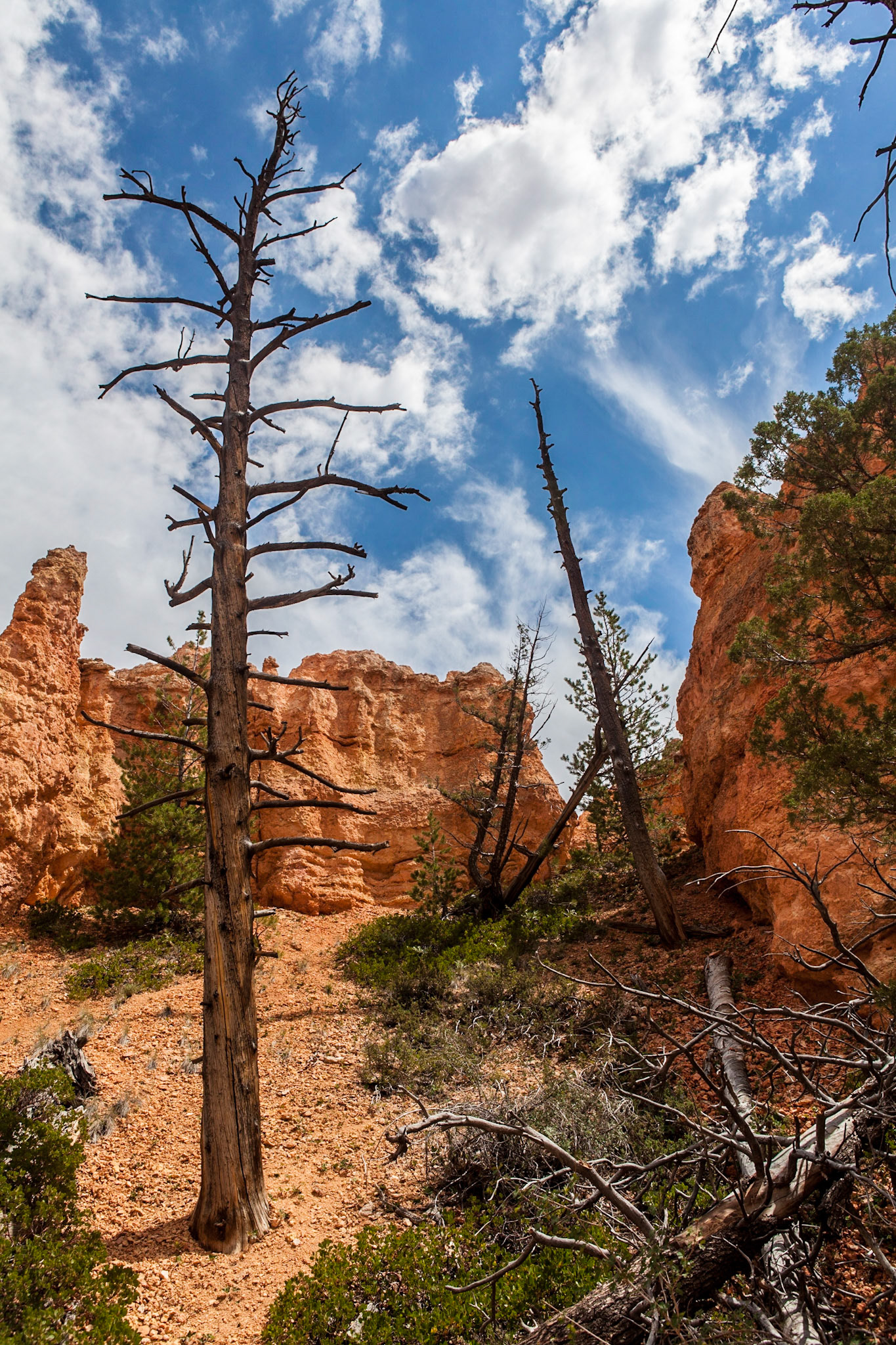 Queen's Garden Trail, Bryce Canyon, Utah
