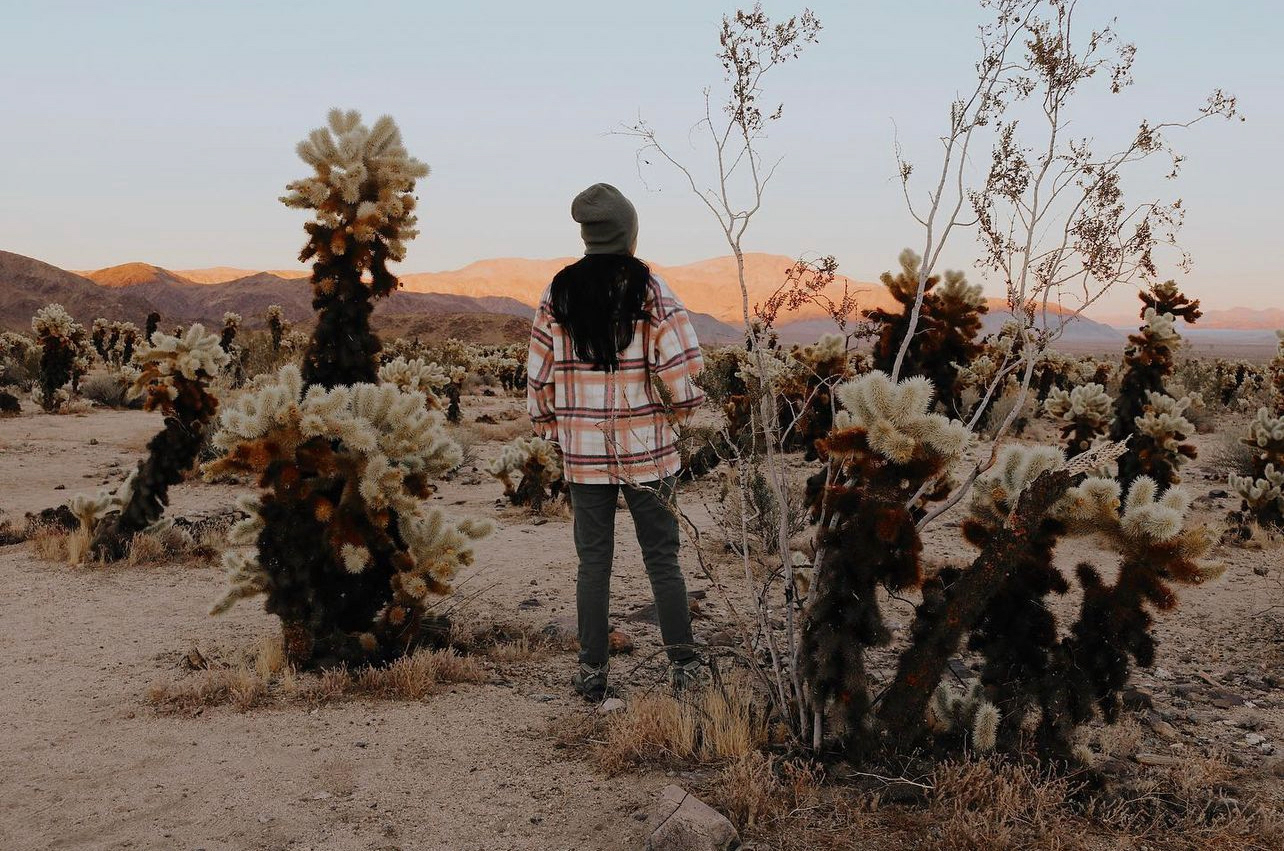 Cholla Cactus Garden | Joshua Tree National Park, CA