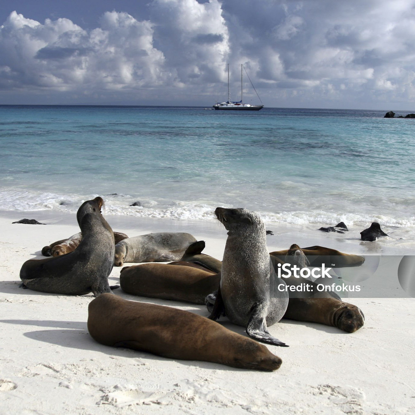 DSLR picture of Sea lions on a beach of galapagos islands in Ecuador.  They are playing on the white sand beach and some are sleeping. The water is turquoise blue and there is nice fluffy clouds in the sky. In the background a sailing ship is visible.