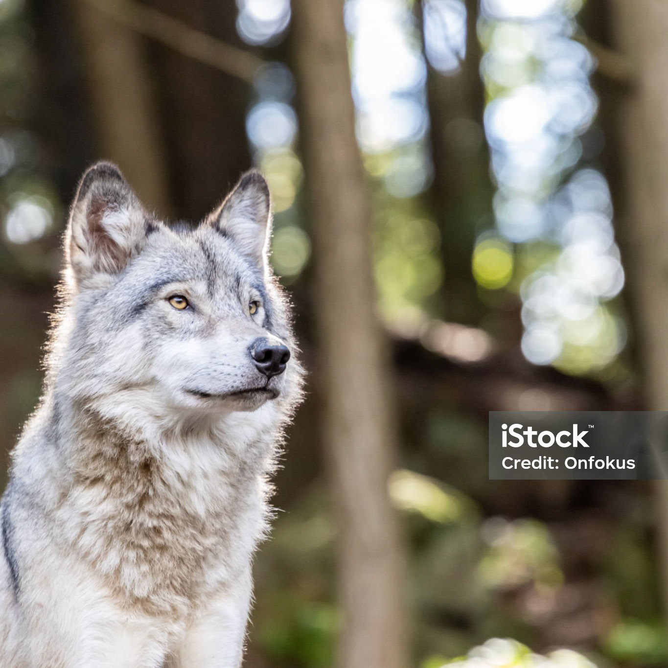 Large grey wolf looking after rivals and danger in the forest