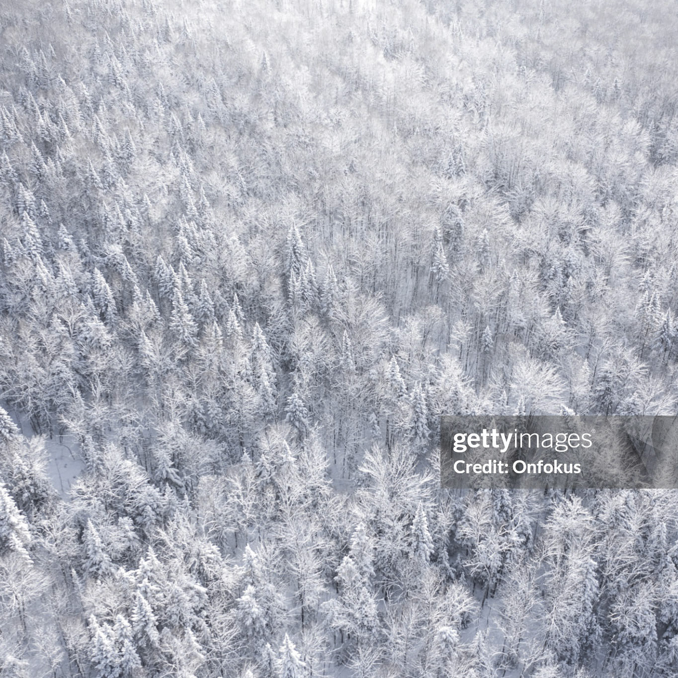 Aerial View of Boreal Nature Forest in Winter After Snowstorm, Quebec, Canada