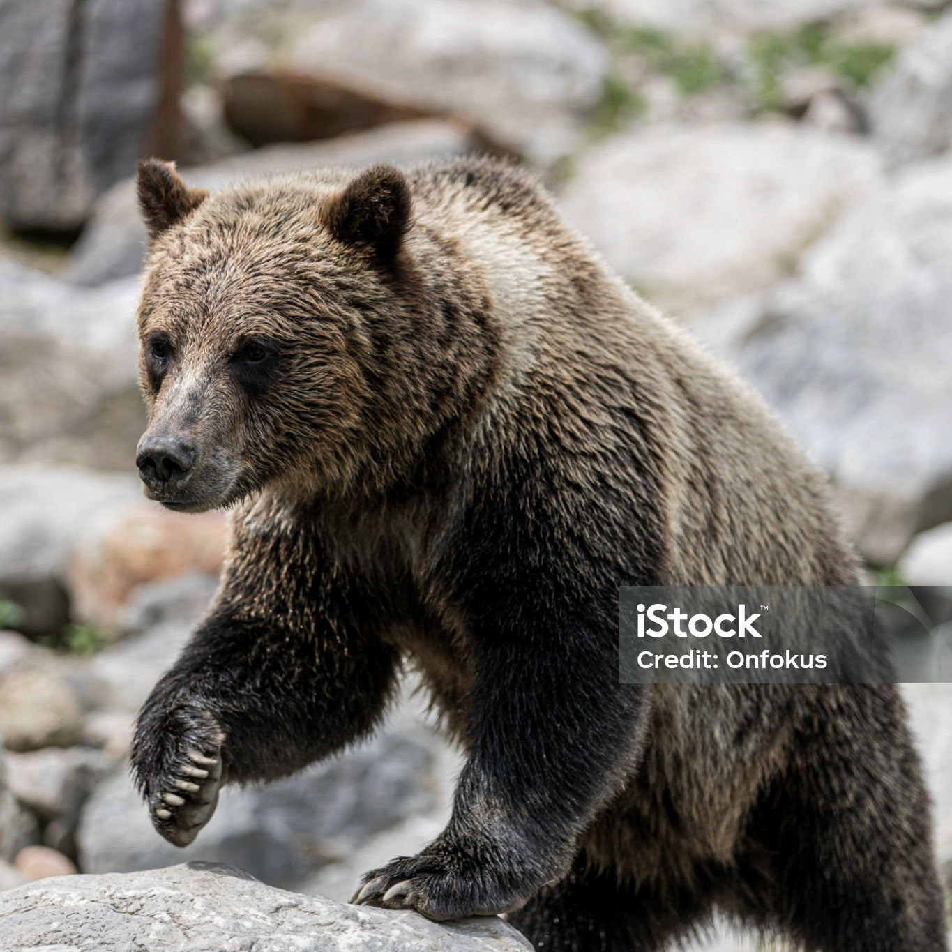 Brown Bear Close Up in Canadian Forest in Summer