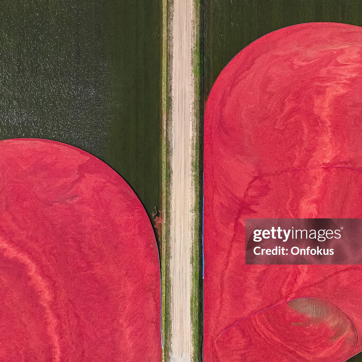 Aerial View of cranberries floating on the water's surface.Located in Saint-Louis-de-Blandford area, Quebec, Canada.