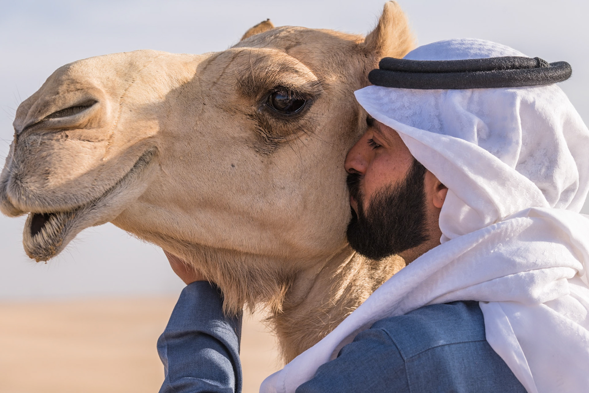 Camel love, Ain Dar, Eastern Province, Saudi Arabia