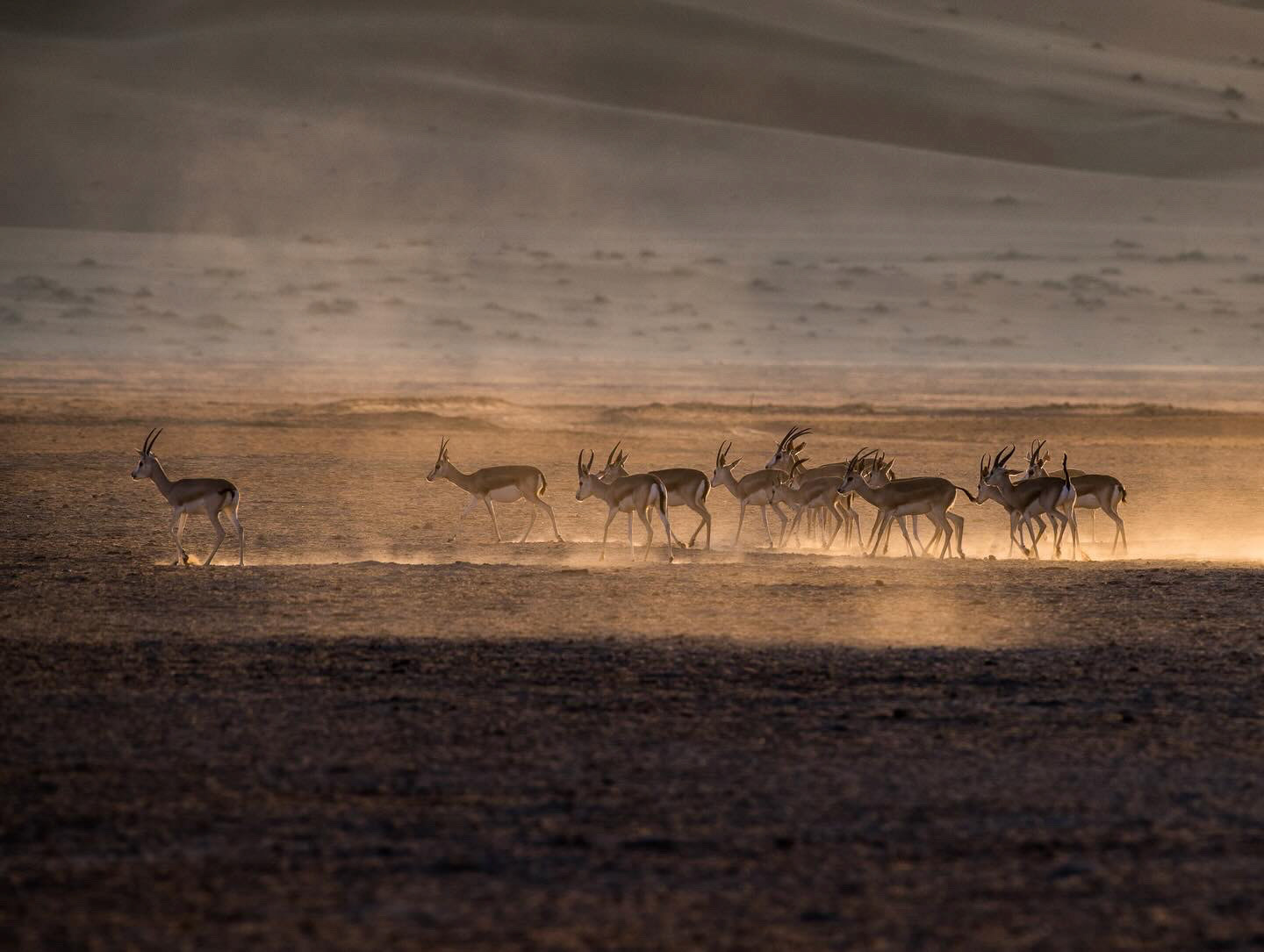 Shaybah Wildlife Sanctuary, Rub' al-Khali the Empty Quarter, Arabia