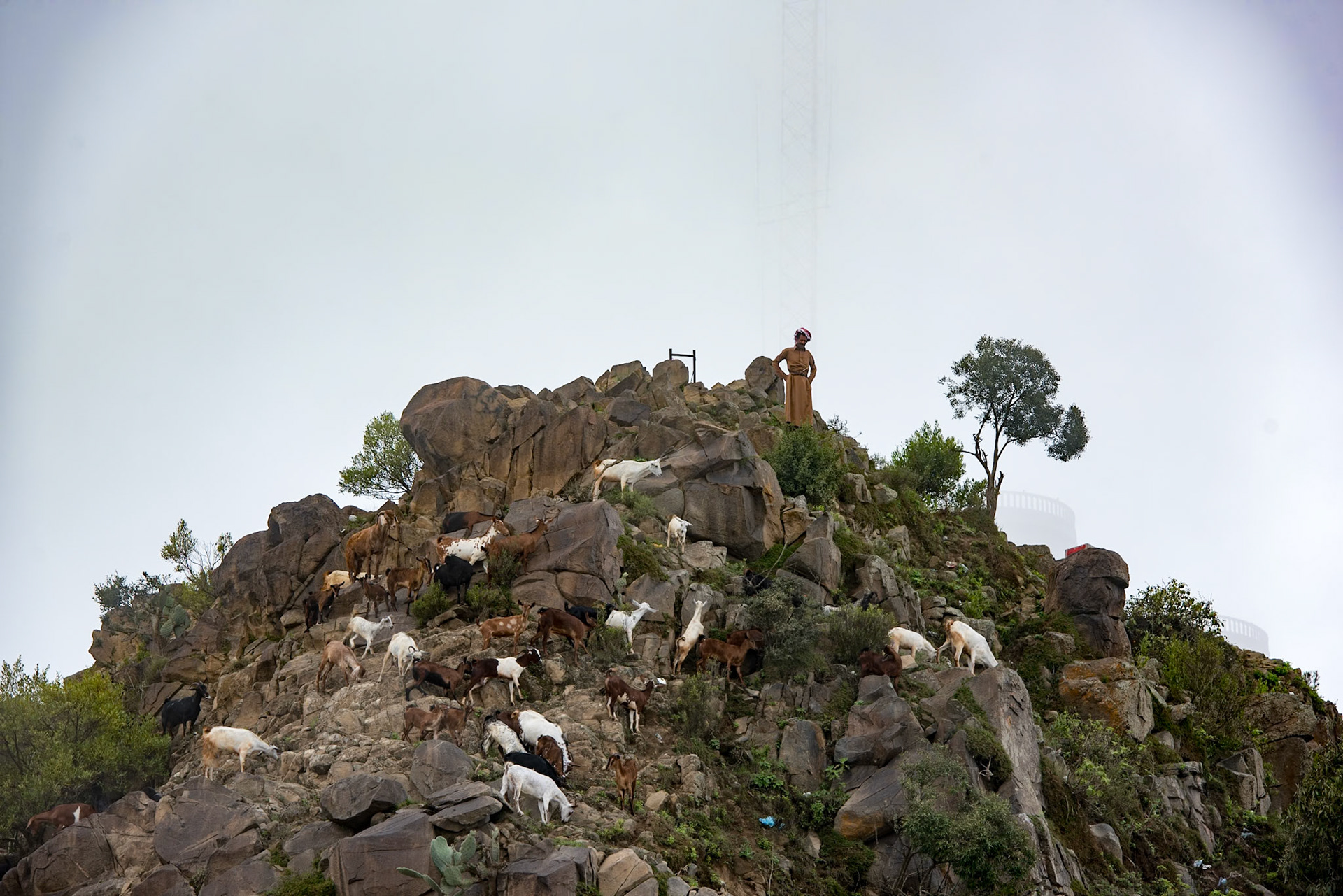 Herder overlooking his herd, Jazan, southwestern Saudi Arabia