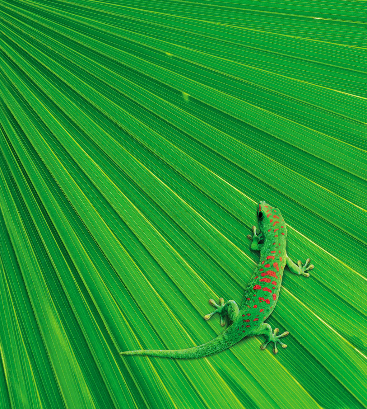 final design for file folders (gekko photo - Fotosearch)