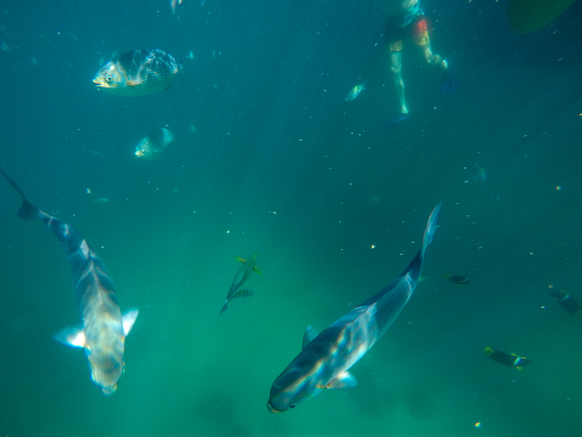 DCIM\100GOPRO\G0032651.