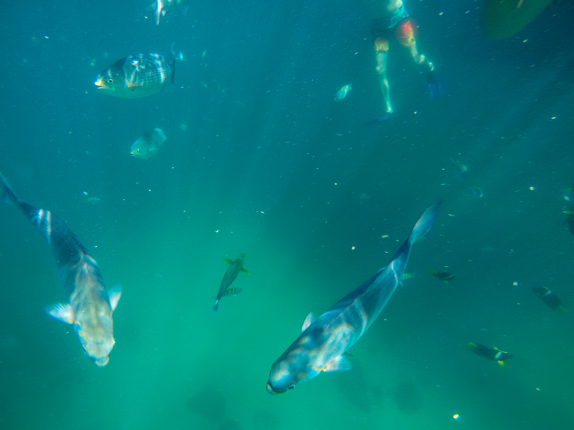 DCIM\100GOPRO\G0032650.