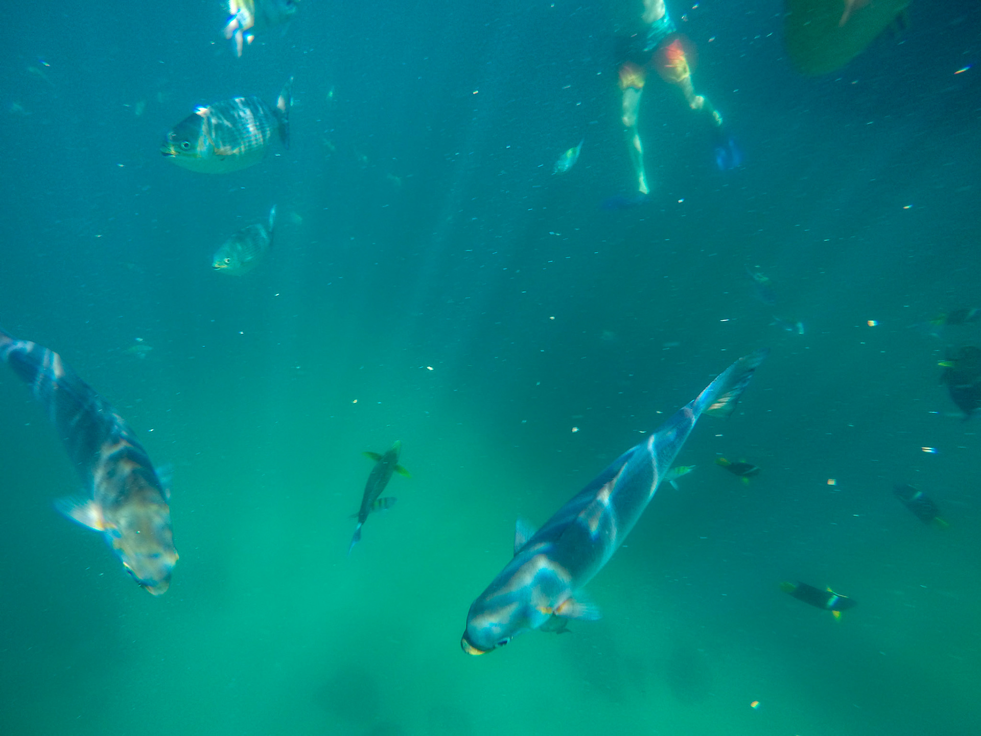 DCIM\100GOPRO\G0032649.