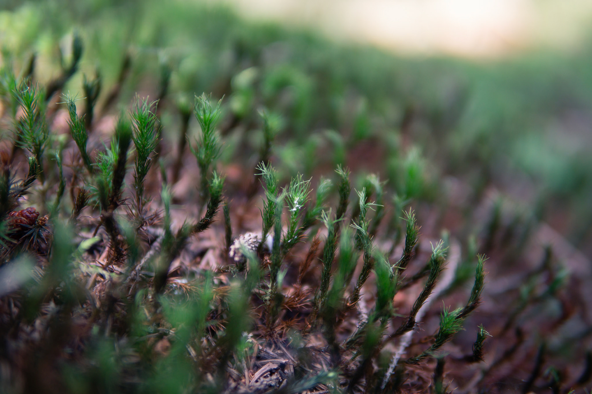 Macro