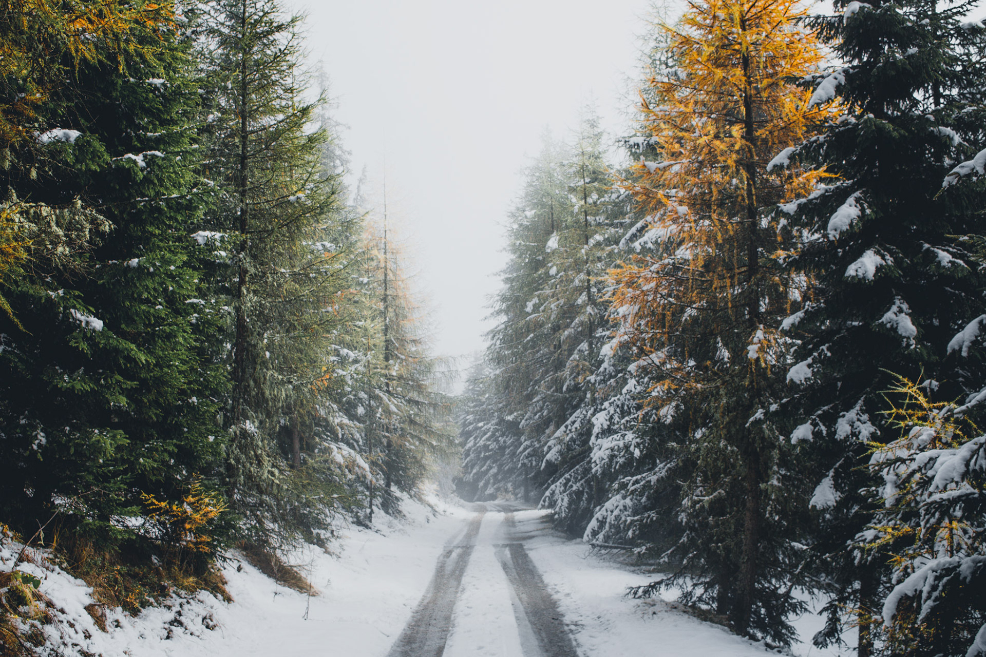 Falling Snow