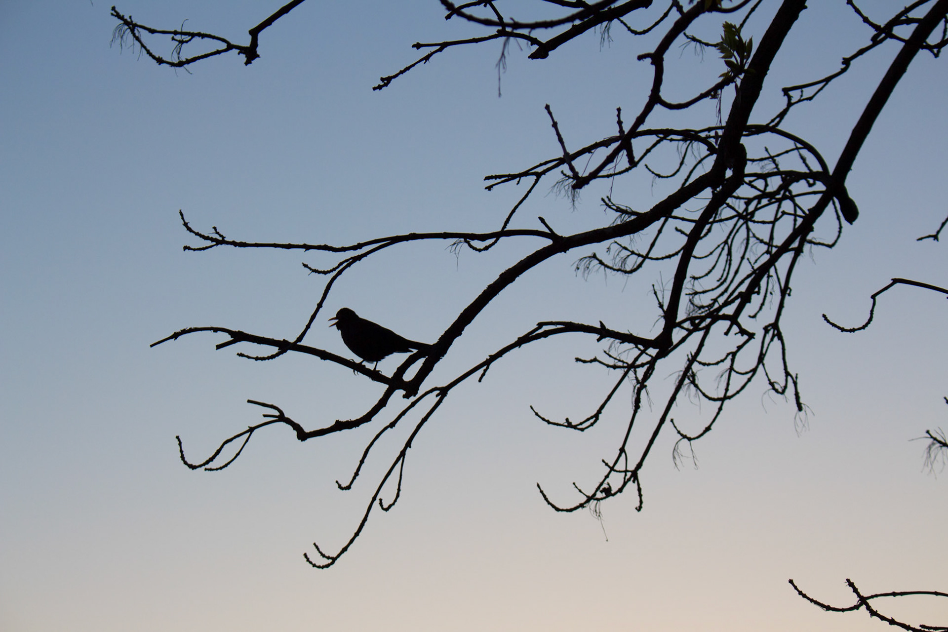 Bird Silhouette