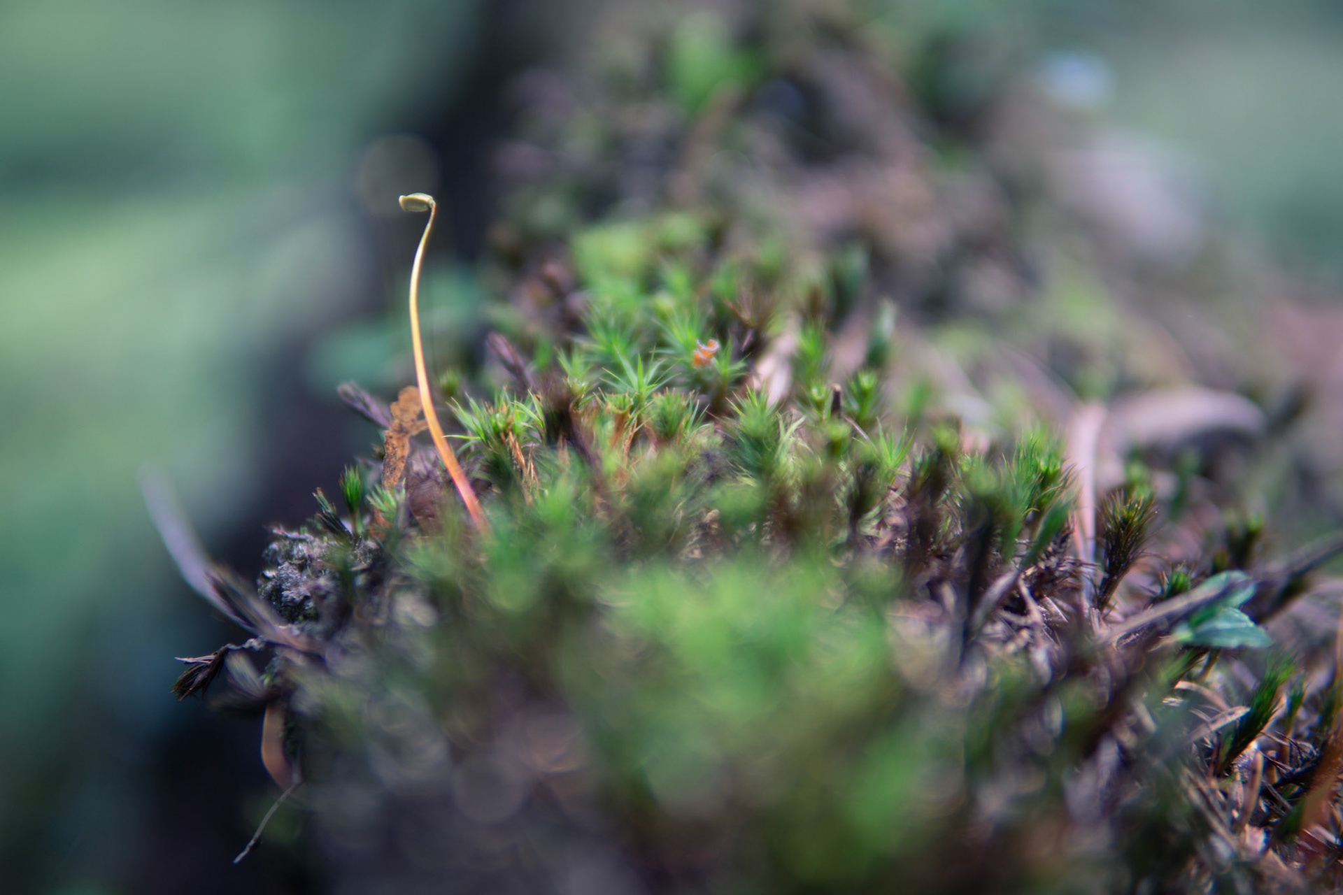 Tree Macro