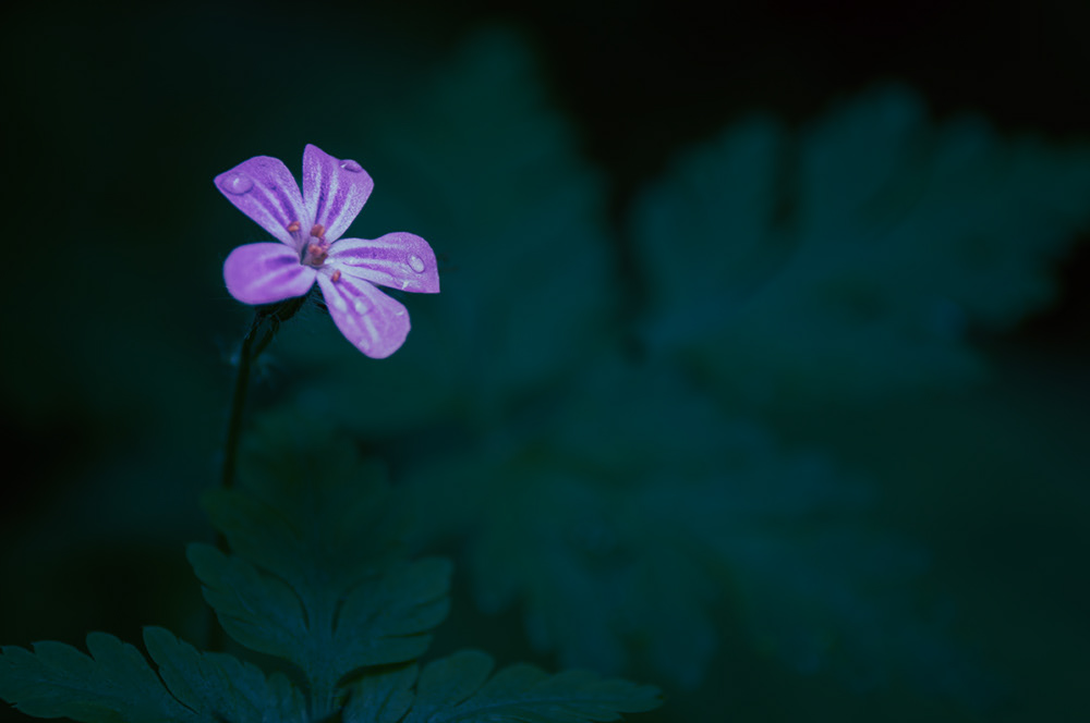 Geranium Robertianum - 05.2023