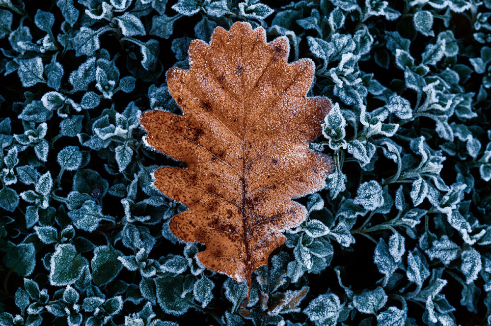 Contrasts - 01.22