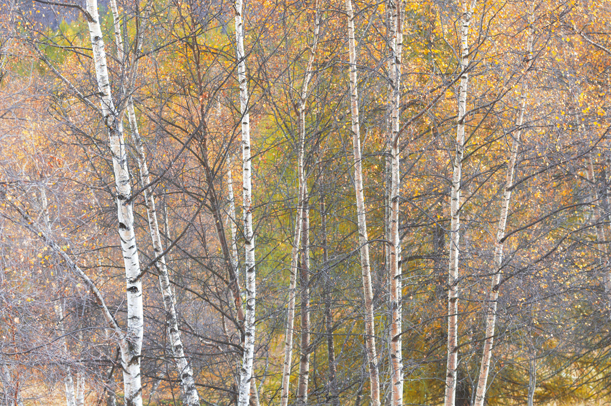 White birches - 11.2022