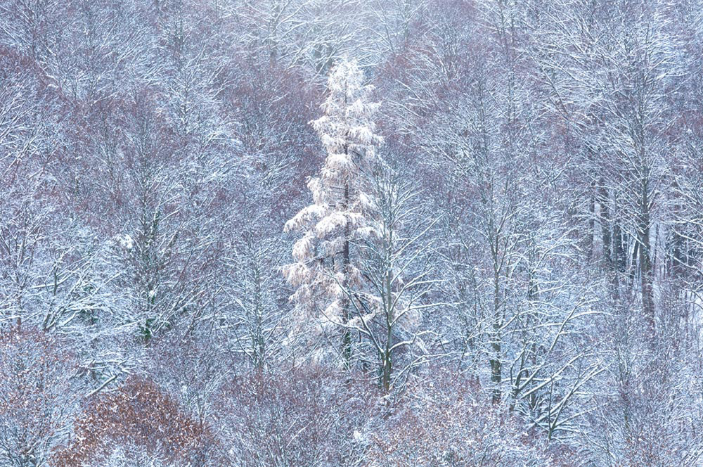 Prime nevi - 12.2021