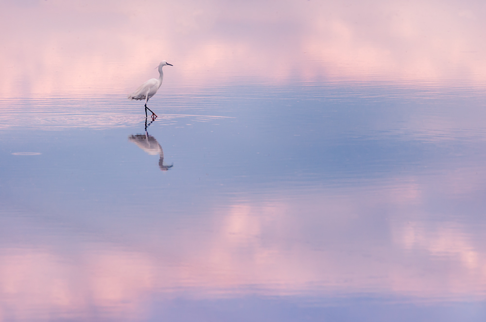 Airone Bianco in risaia - 04.2022