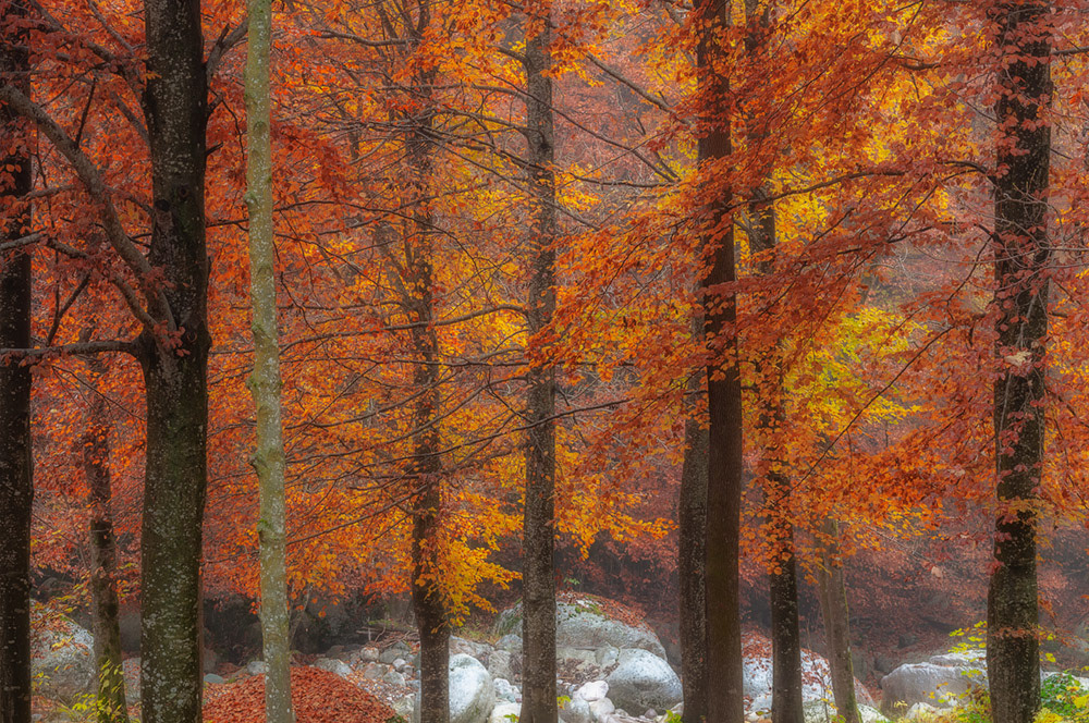 Gli alberi della Valle Pesio - 10.2022