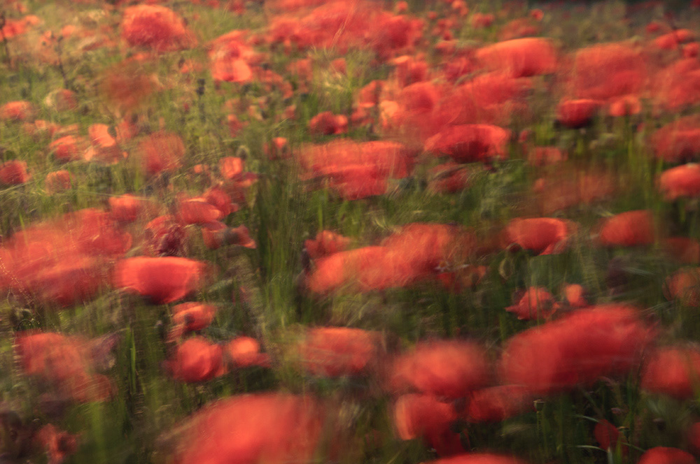 Poppies - 05.23